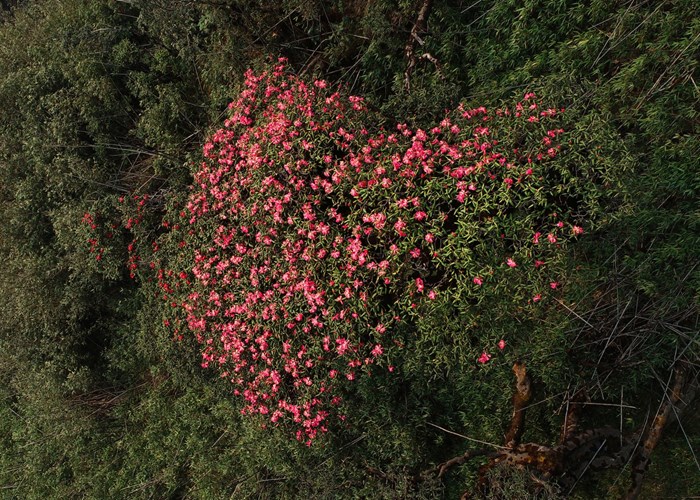 Săn 100 vé cáp treo miễn phí lên đỉnh Fansipan ngắm Đỗ quyên - Anh 2