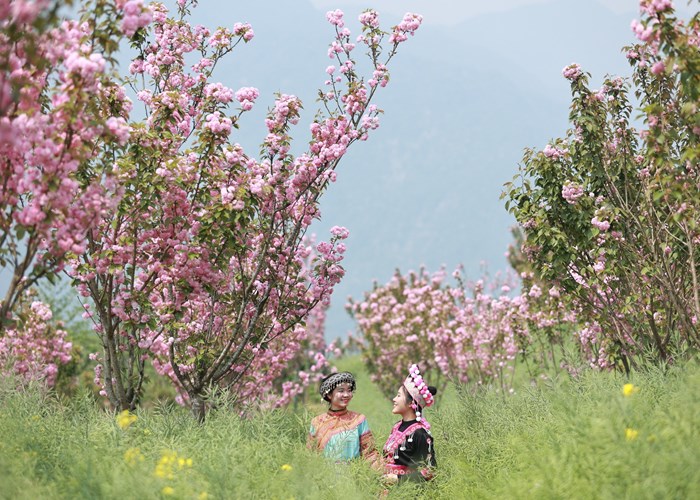 Săn 100 vé cáp treo miễn phí lên đỉnh Fansipan ngắm Đỗ quyên - Anh 1