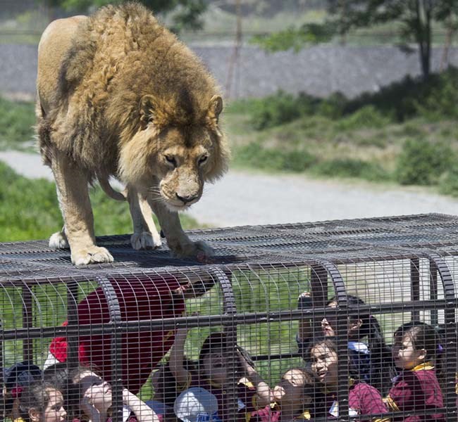 Công viên ngược đời: Người ở trong lồng, thú ở ngoài - Anh 5