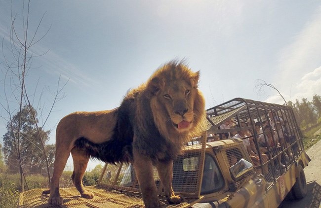 Công viên ngược đời: Người ở trong lồng, thú ở ngoài - Anh 7