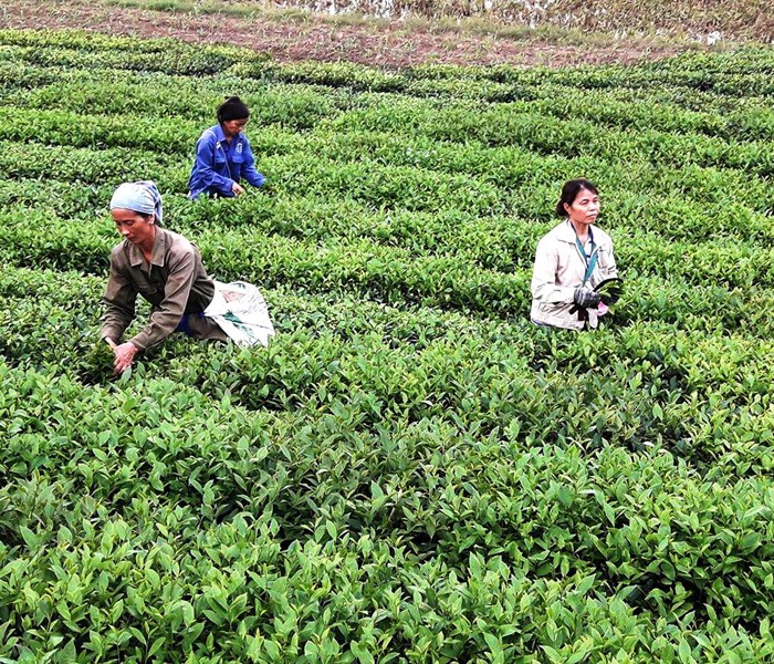 Nỗi niềm sau những chuyến “xuất ngoại” - Anh 1