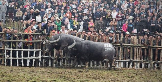 Lễ hội chọi trâu Hải Lựu (Vĩnh Phúc):  Không đổi mới sẽ tạm ngừng tổ chức! - Anh 2