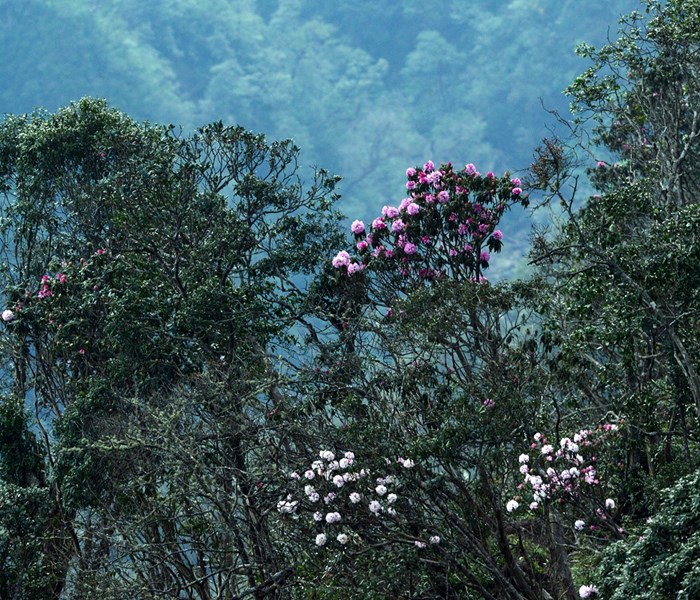 Rough Guides bình chọn Sa Pa  là 