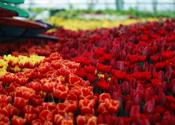 360 kiểu sống ảo để đời tại “Hà Lan phiên bản Việt” ở Nha Trang - Anh 1