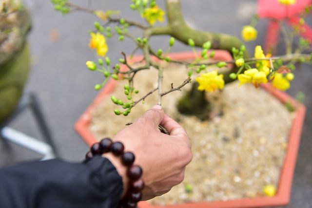Mai vàng miền Nam 