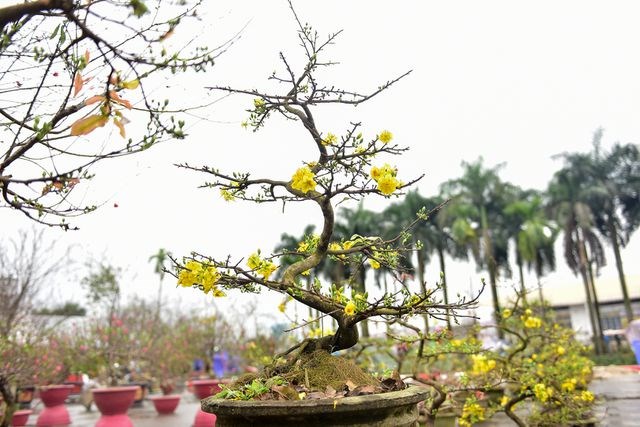 Mai vàng miền Nam 
