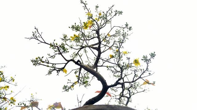 Mai vàng miền Nam 