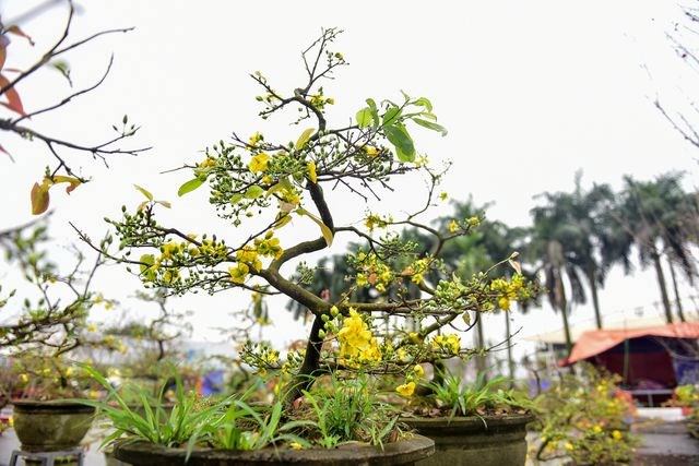 Mai vàng miền Nam 