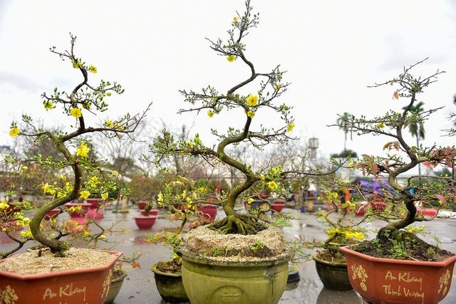Mai vàng miền Nam 