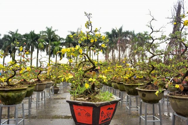 Mai vàng miền Nam 
