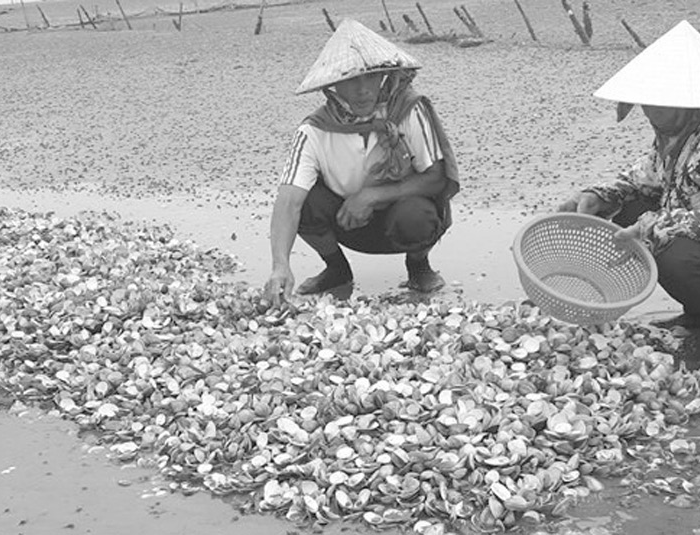 Nghêu chết trắng đầm, người dân như ngồi trên đống lửa - Anh 1