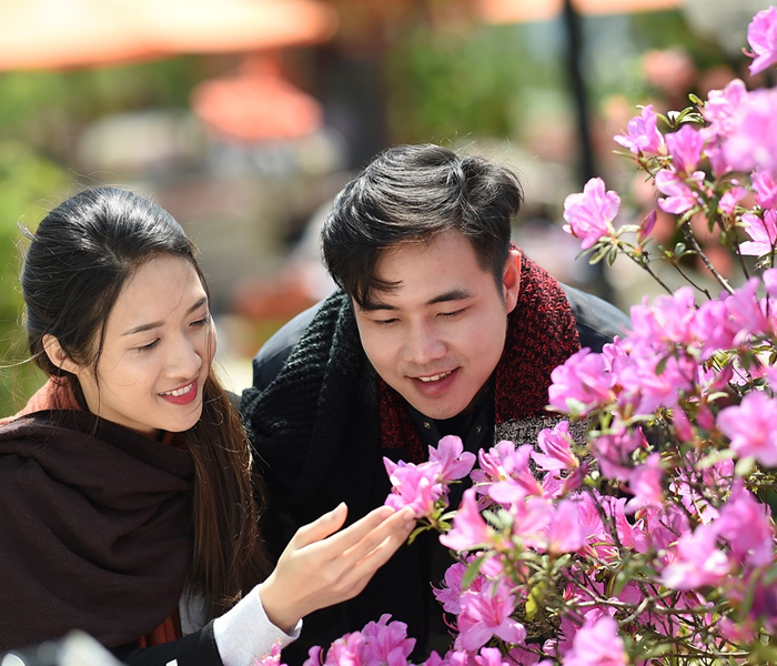 Hò hẹn giữa mùa đỗ quyên nở rộ Hoàng Liên Sơn - Anh 3