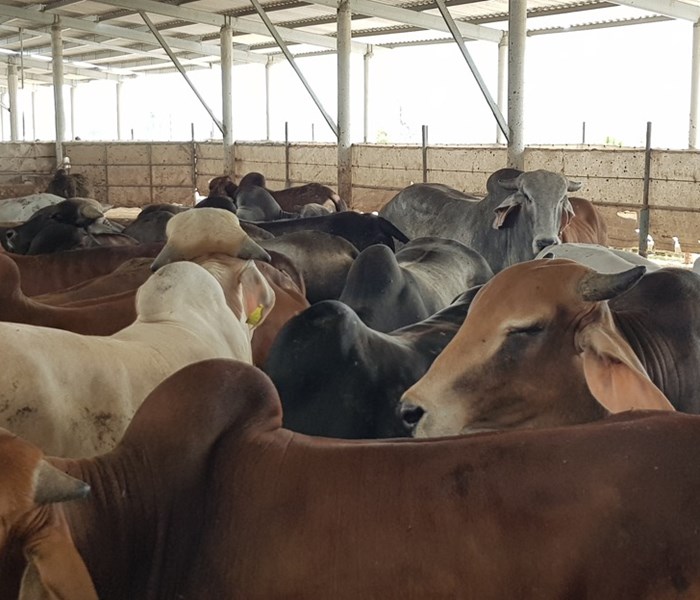 Quảng Bình: Xử phạt 70 triệu đồng và tạm dừng hoạt động trang trại bò gây ô nhiễm - Anh 3