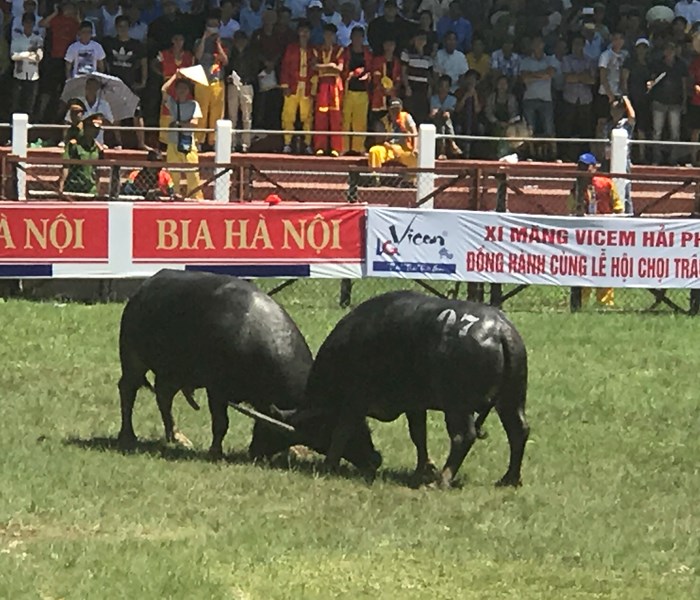 Cướp phết, chọi trâu: Không đảm bảo an toàn, dứt khoát dừng tổ chức - Anh 2