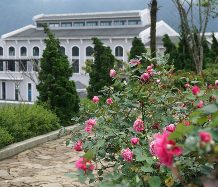 Tháng 5, lên Fansipan ngắm ngàn gốc hồng đua nở dưới chân núi - Anh 9