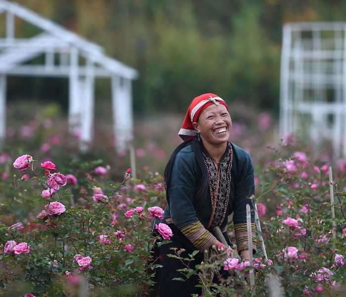 Tháng 5, lên Fansipan ngắm ngàn gốc hồng đua nở dưới chân núi - Anh 1