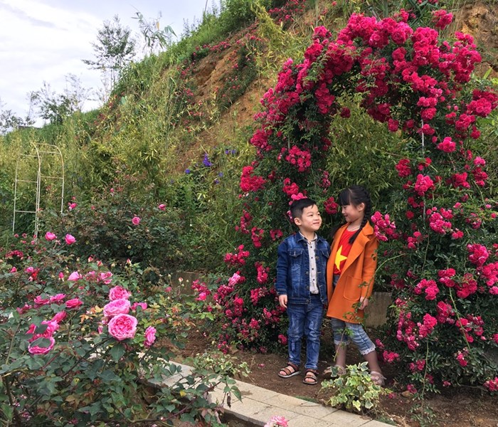 Tháng 5, lên Fansipan ngắm ngàn gốc hồng đua nở dưới chân núi - Anh 12