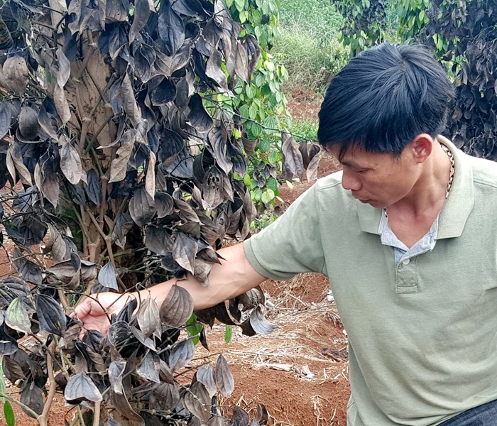 Đắk Nông: Người dân điêu đứng nhìn hàng nghìn gốc tiêu bị chặt phá - Anh 2