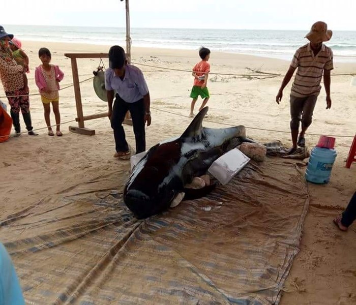 Quảng Ngãi: Cá voi nặng hơn 400 kg trôi dạt vào bờ biển - Anh 1