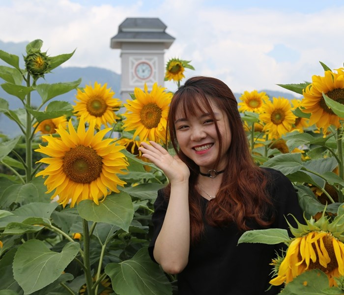 Hà Nội nóng như thiêu, du khách lên Fansipan check-in vườn hướng dương lớn nhất miền Bắc - Anh 7