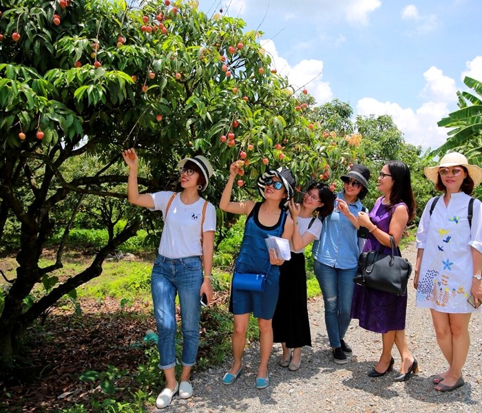 Trải nghiệm mới trên đất Vải Thanh Hà - Anh 1