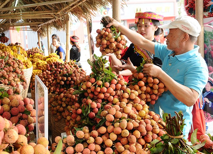 Trải nghiệm mới trên đất Vải Thanh Hà - Anh 3