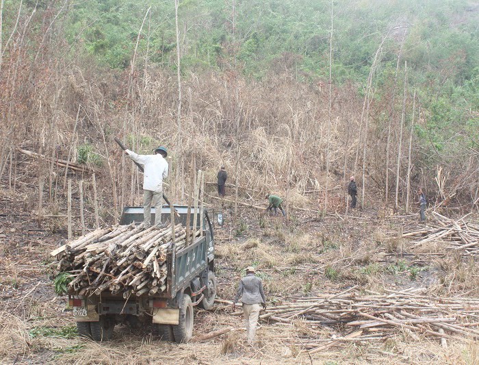 Người dân​ khóc vì keo - Anh 1