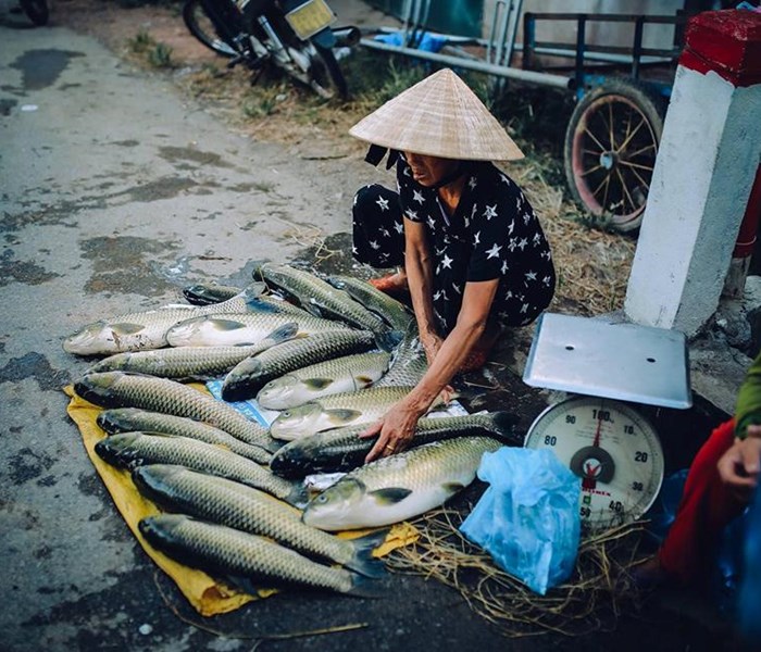 TT- Huế: Gần 200 tấn cá trắm nuôi lồng ven sông Bồ bị chết - Anh 3