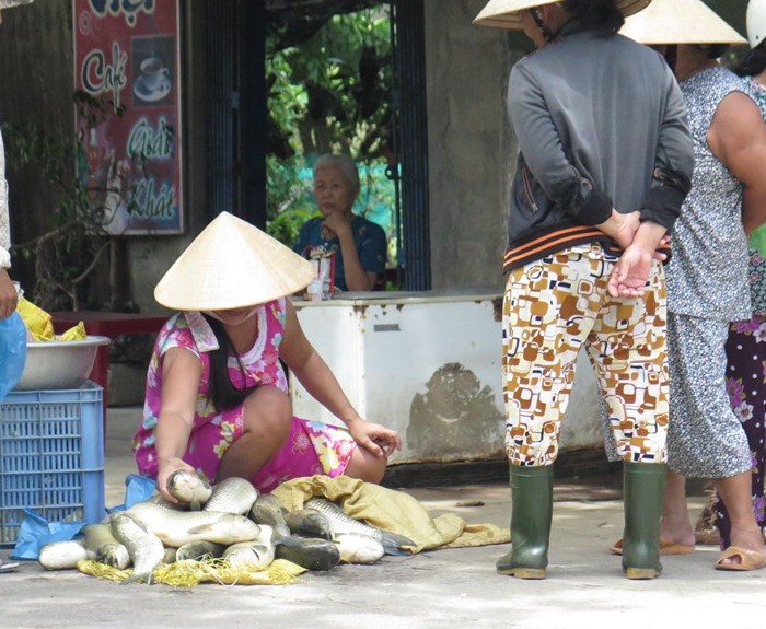 TT- Huế: Gần 200 tấn cá trắm nuôi lồng ven sông Bồ bị chết - Anh 4