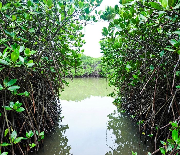 Hải Phòng: Du lịch cộng đồng xã Phù Long, huyện Cát Hải - Anh 2