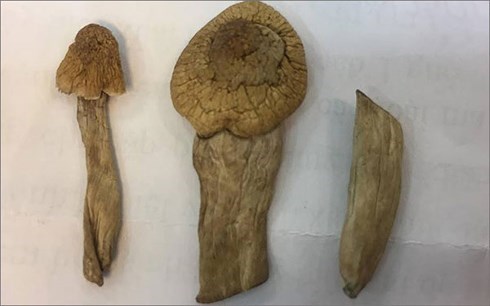 Bộ Công an xác minh “nấm thần” chứa ma túy - Anh 1
