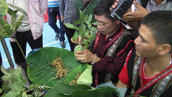 Quảng Nam: Ra mắt cổng thông tin thực tế ảo du lịch vùng sâm Ngọc Linh - Anh 1