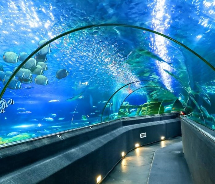 12 giờ khám phá Vinpearl Land Nha Trang trước live show Boney M tuyệt đỉnh - Anh 3