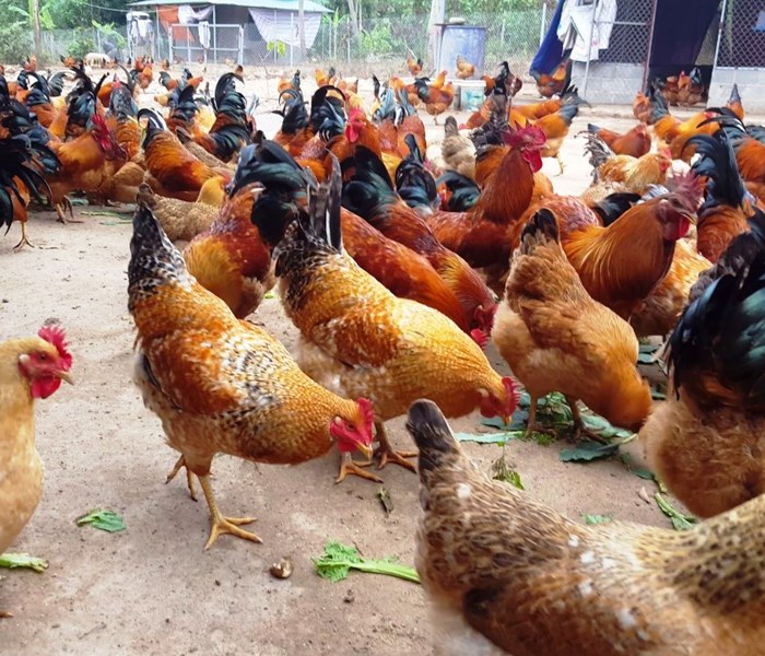 Quảng Ninh: Lần đầu tiên tổ chức Lễ hội ẩm thực gà Tiên Yên - Anh 1