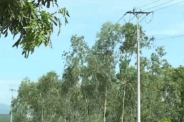 Khánh Hòa:​Tăng cường các biện pháp xử lý vi phạm hành lang lưới điện - Anh 1