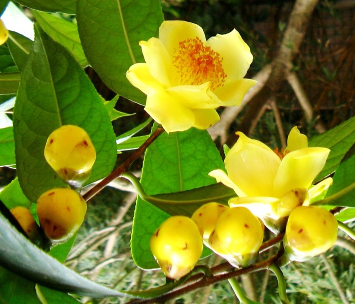 Quảng Ninh: Phê duyệt 12 sản phẩm OCOP chủ lực - Anh 1