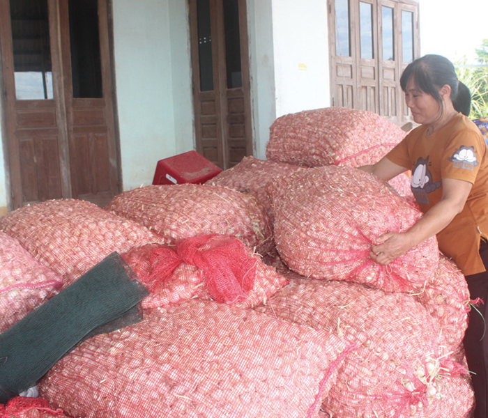 KHÁNH HÒA: Hàng trăm tấn tỏi có nguy cơ đổ bỏ - Anh 1
