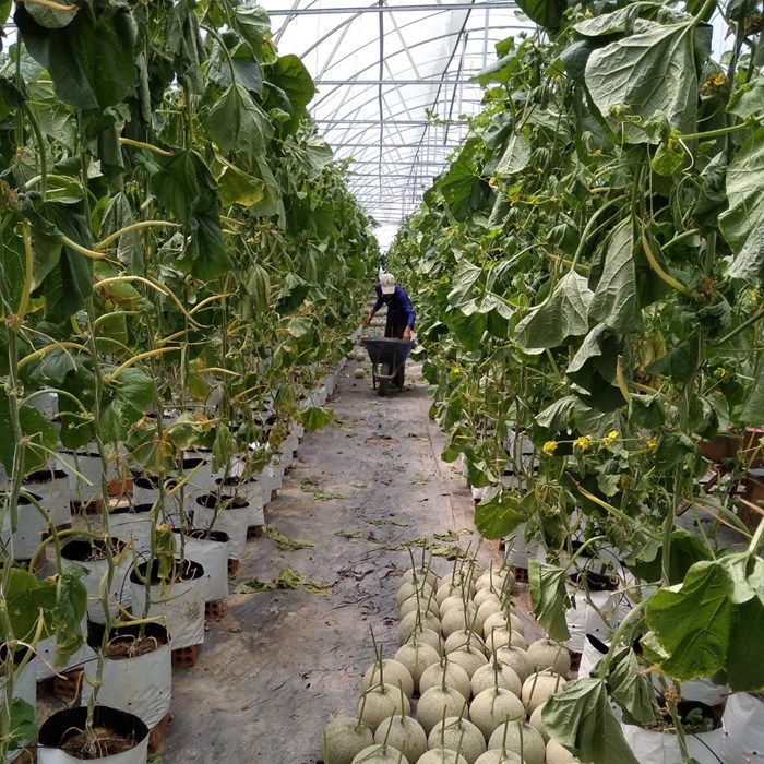 Nữ kỹ sư công nghệ làm vườn dưa lưới khiến ai cũng mê - Anh 1