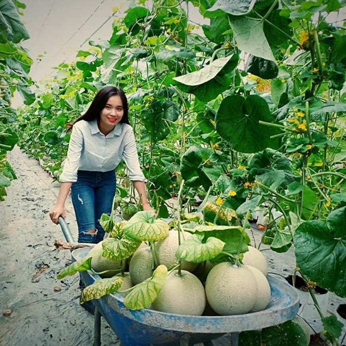 Nữ kỹ sư công nghệ làm vườn dưa lưới khiến ai cũng mê - Anh 3