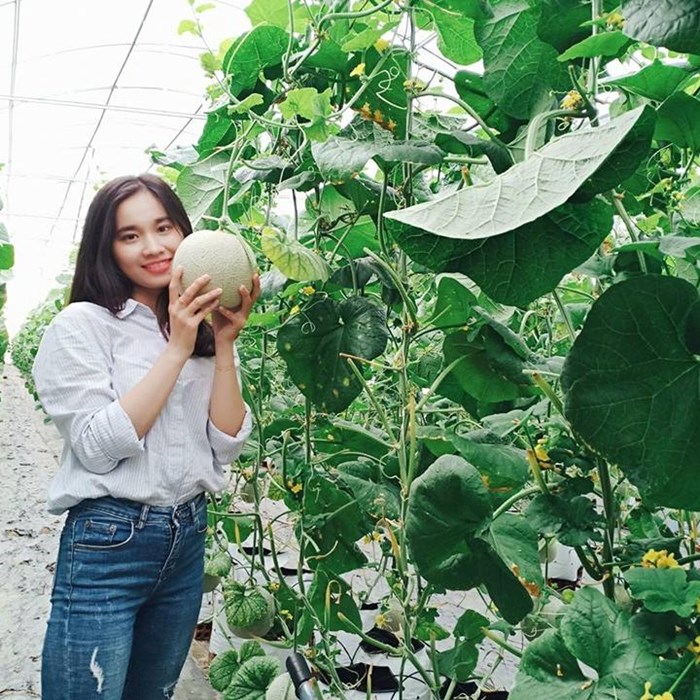 Nữ kỹ sư công nghệ làm vườn dưa lưới khiến ai cũng mê - Anh 4