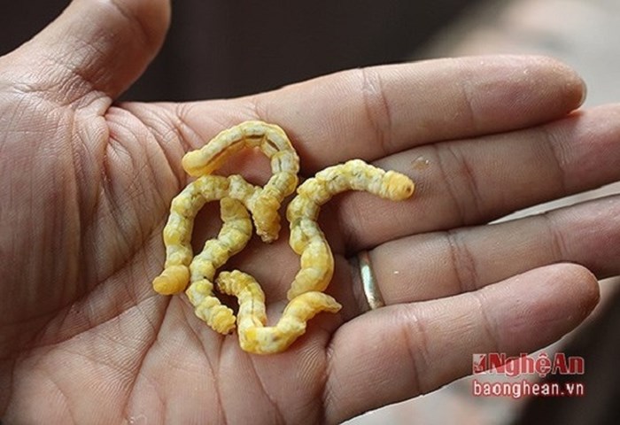 Ấu trùng giá 4 triệu đồng/kg vẫn hút khách - Anh 7