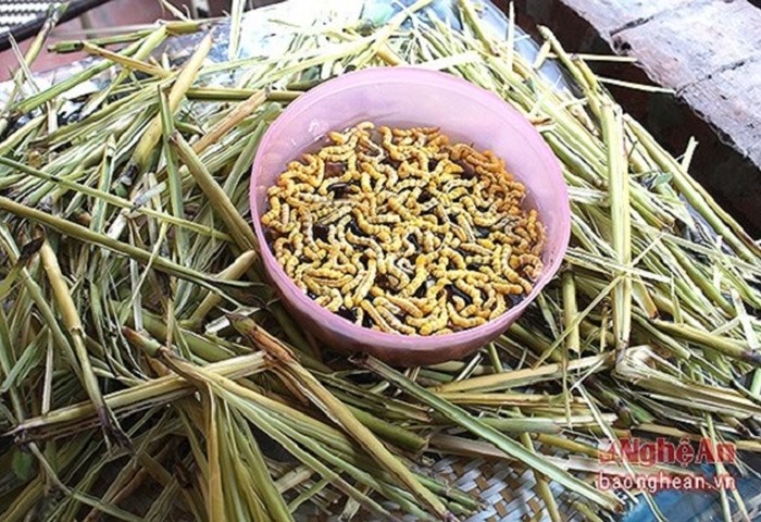 Ấu trùng giá 4 triệu đồng/kg vẫn hút khách - Anh 8