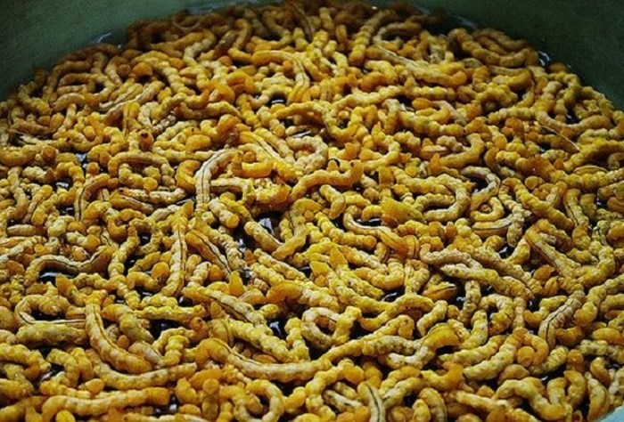 Ấu trùng giá 4 triệu đồng/kg vẫn hút khách - Anh 1
