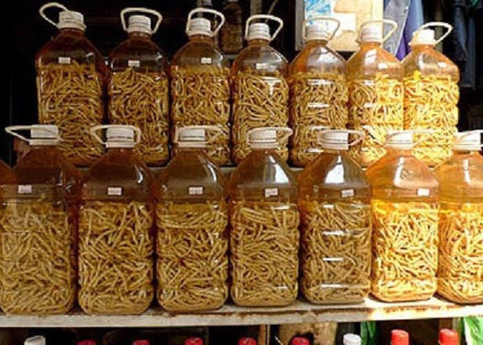 Ấu trùng giá 4 triệu đồng/kg vẫn hút khách - Anh 12