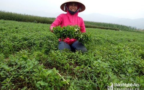 Nông dân Nghệ An trồng rau gia vị “1 vốn 4 lời“ - Anh 1