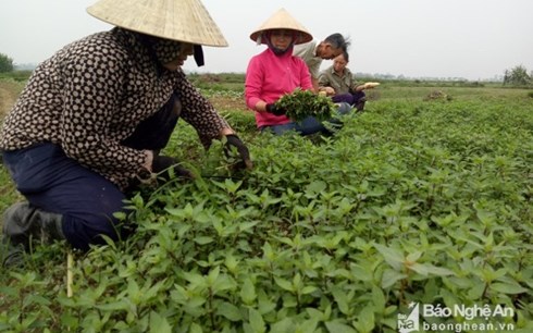 Nông dân Nghệ An trồng rau gia vị “1 vốn 4 lời“ - Anh 2