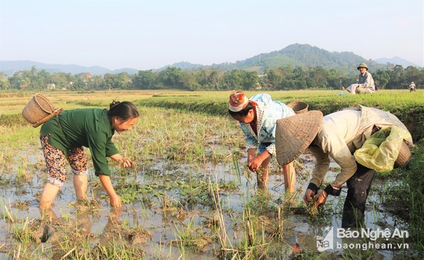 Đặc sản “pắc vẹn” lạ mà ngon tuyệt cú mèo của người Thái vào mùa - Anh 1