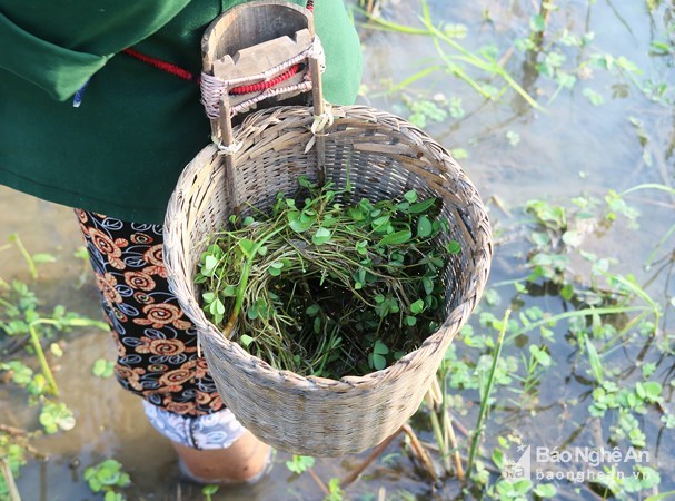 Đặc sản “pắc vẹn” lạ mà ngon tuyệt cú mèo của người Thái vào mùa - Anh 2