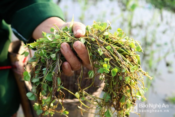 Đặc sản “pắc vẹn” lạ mà ngon tuyệt cú mèo của người Thái vào mùa - Anh 5