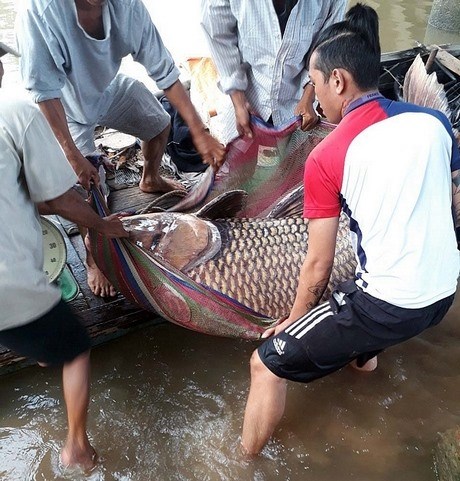 Bắt được cá hô vàng hơn trăm kg trên sông Tiền, bỏ túi gần 300 triệu - Anh 2